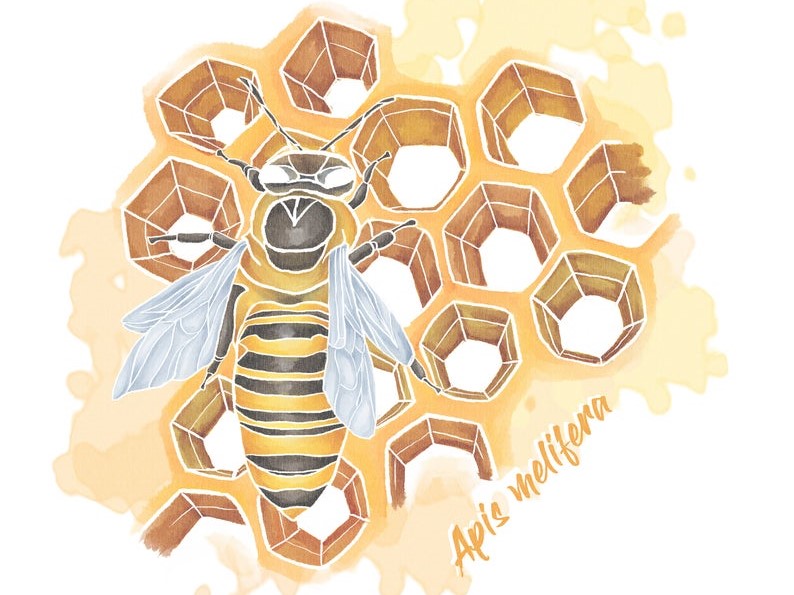 honey bee design by aquacletas