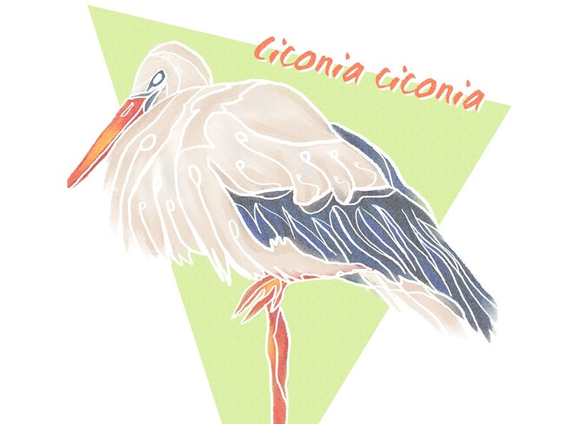 stork design by aquacletas