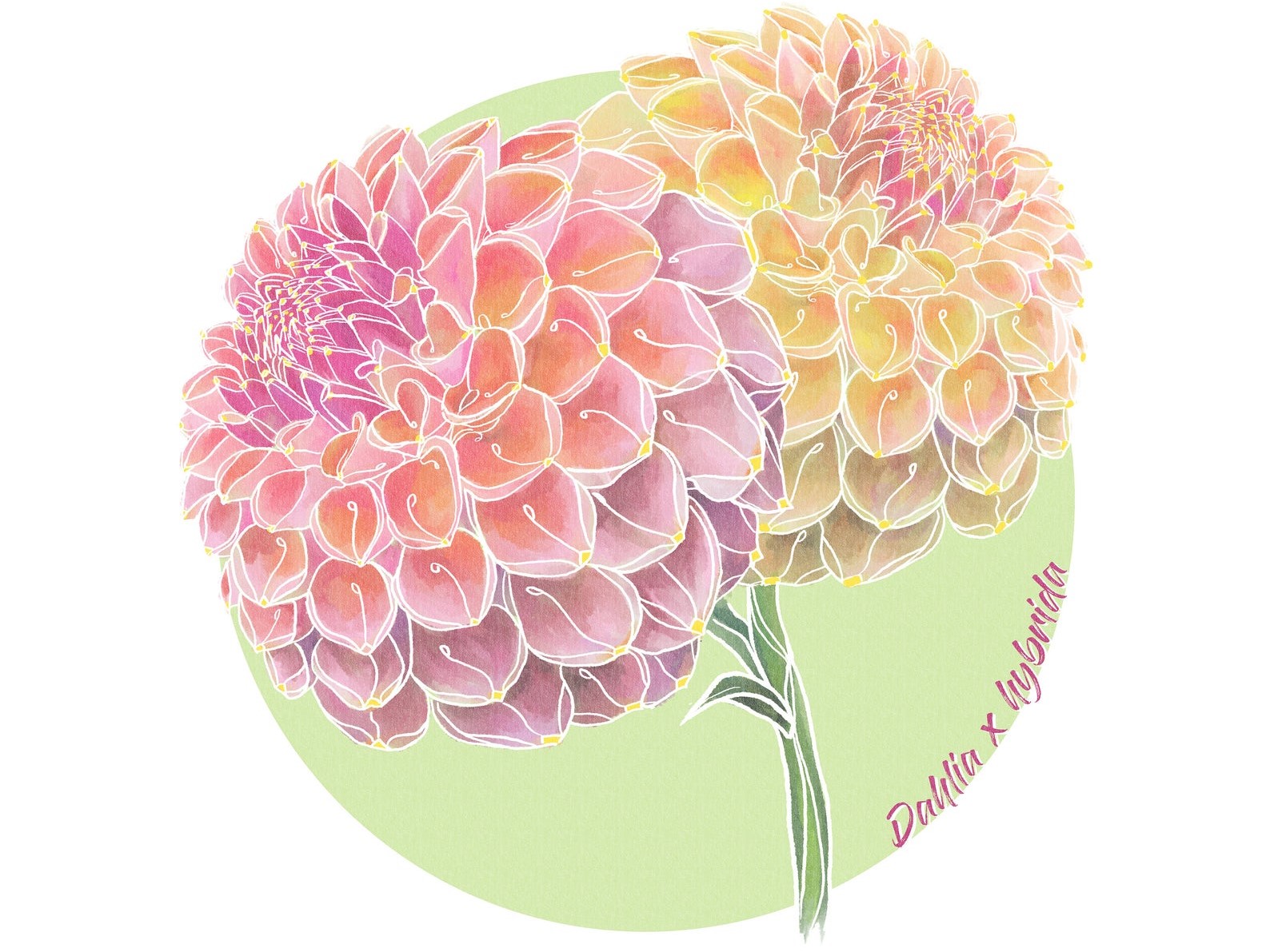 dahlia design by aquacletas