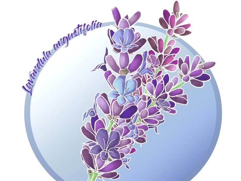 lavender design by aquacletas