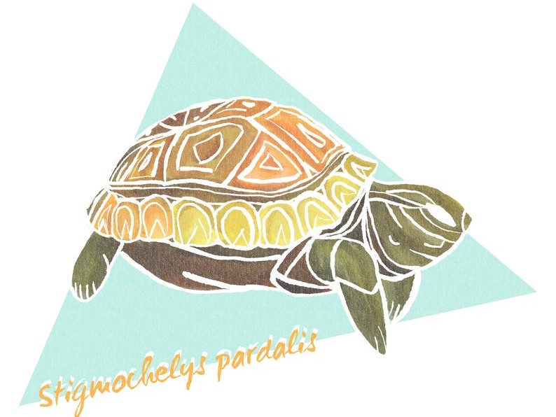 tortoise design by aquacletas